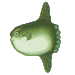 Ocean Sunfish.png