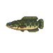 Giant Snakehead.png